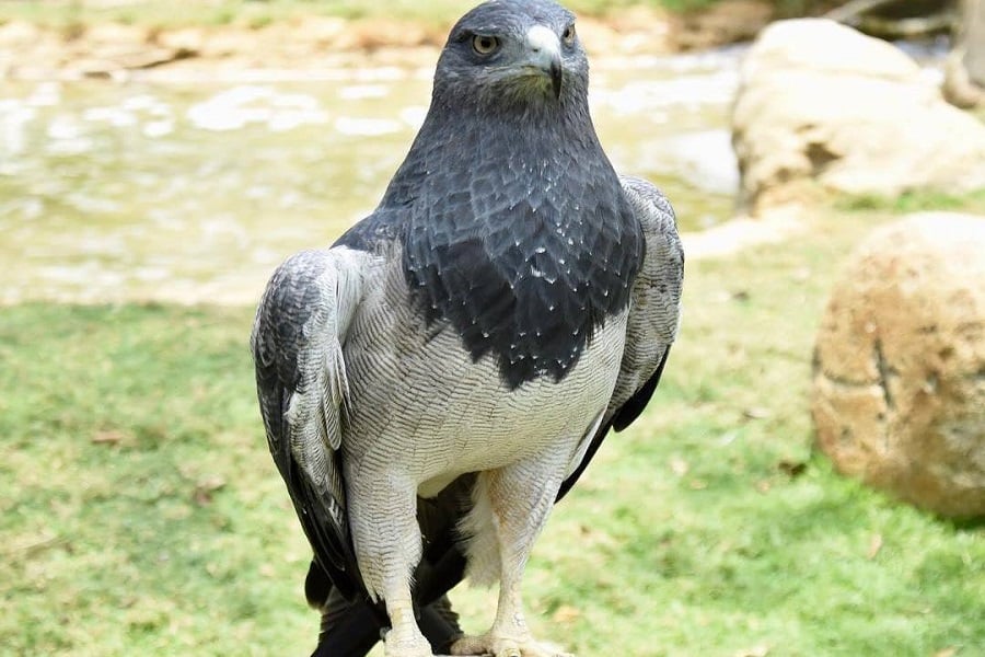 Aviario Nacional + Playa Baru - Image 26