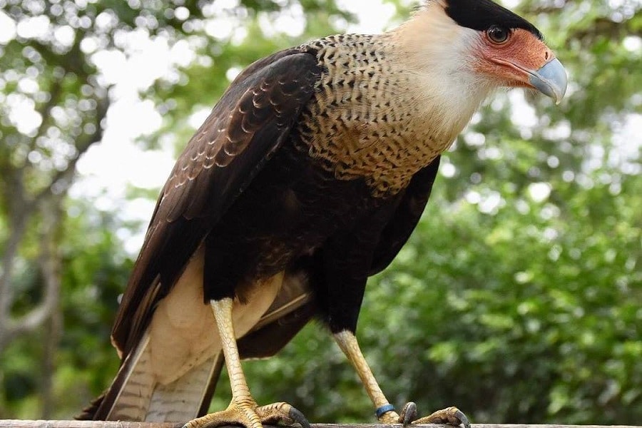 Aviario Nacional + Playa Baru - Image 20