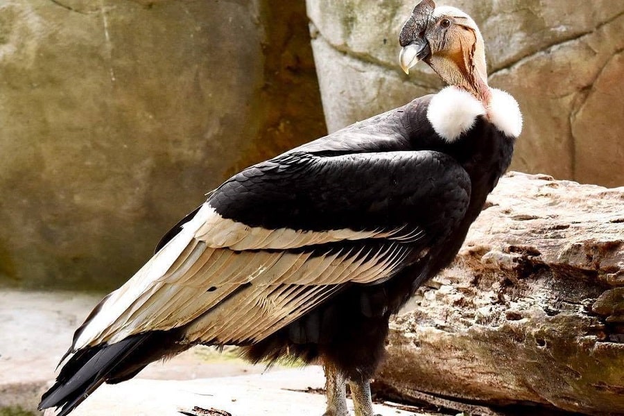 Aviario Nacional + Playa Baru - Image 19