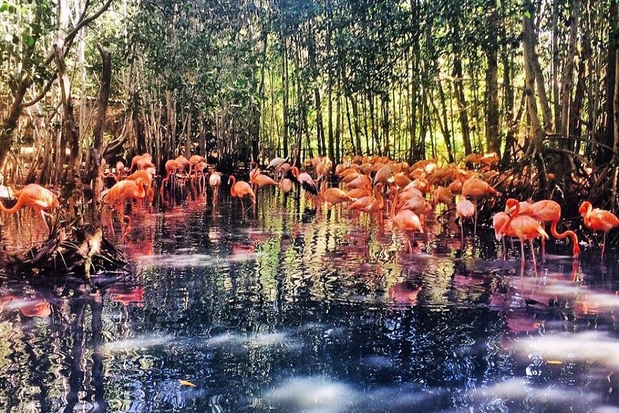 Aviario Nacional + Playa Baru - Image 17