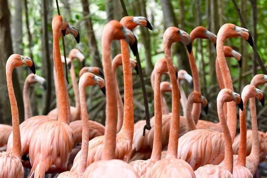 Aviario Nacional + Playa Baru - Image 16