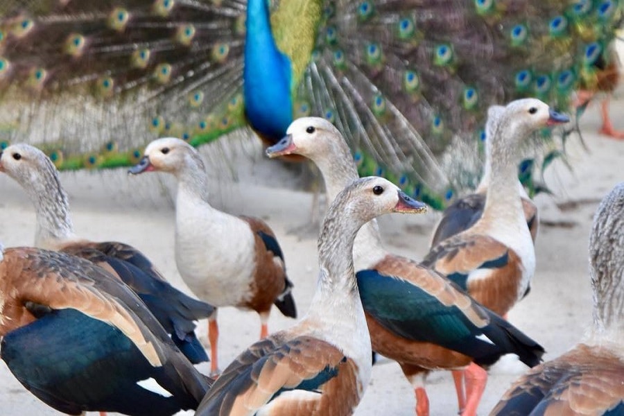 Aviario Nacional + Playa Baru - Image 14