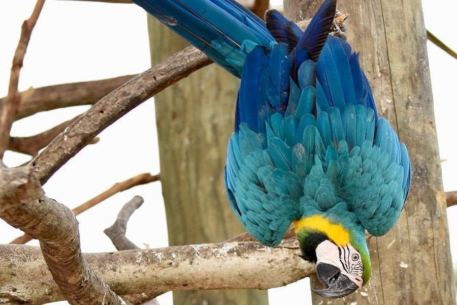 Aviario Nacional + Playa Baru - Image 11