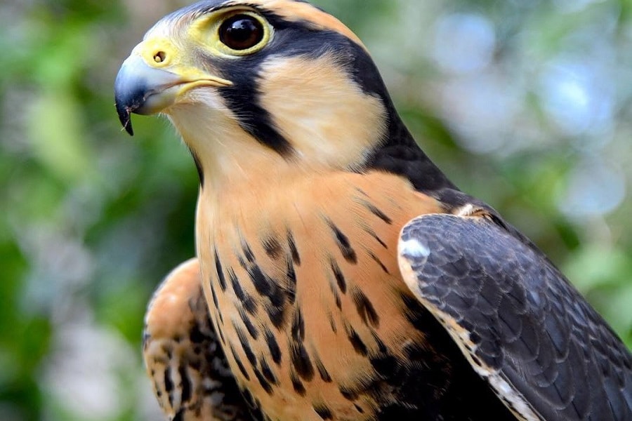 Aviario Nacional + Playa Baru - Image 10