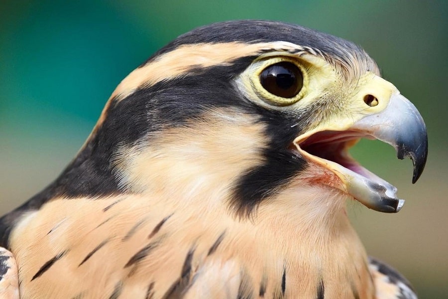 Aviario Nacional + Playa Baru - Image 8