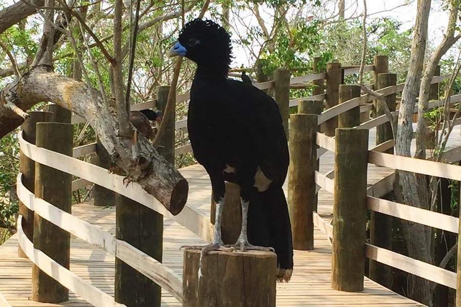 Aviario Nacional + Playa Baru - Image 5