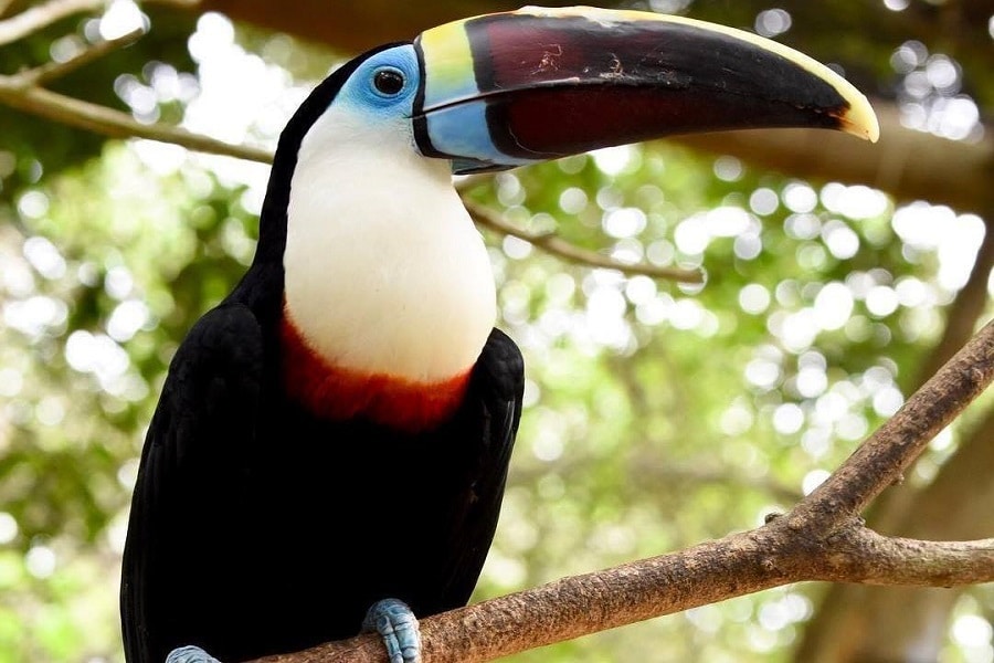 Aviario Nacional + Playa Baru - Image 2