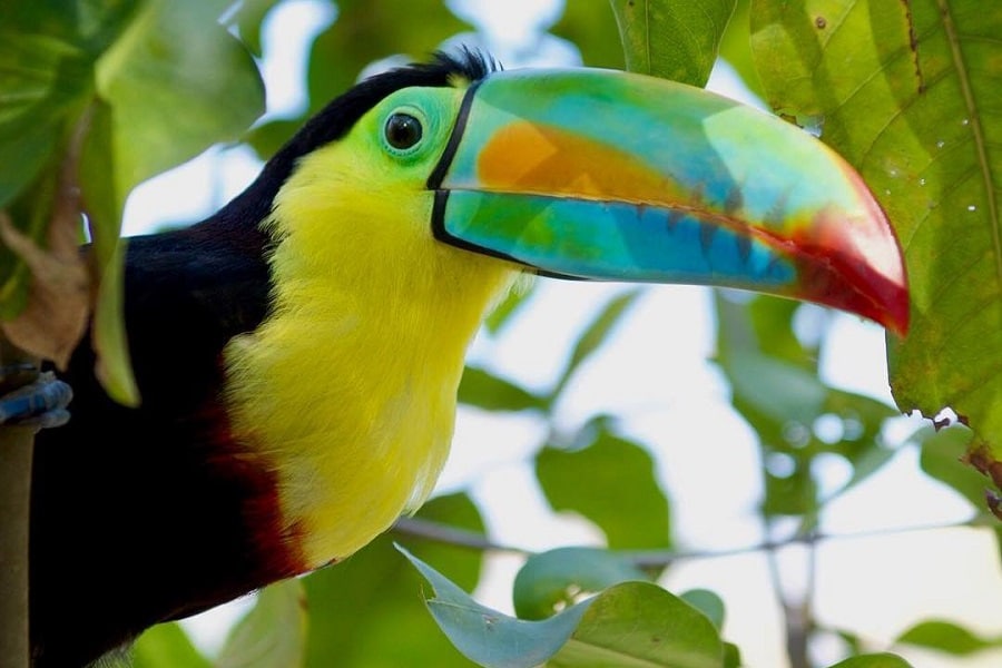 Aviario Nacional + Playa Baru - Image 3